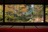 宝泉院 額縁庭園の沈丁花と三椏