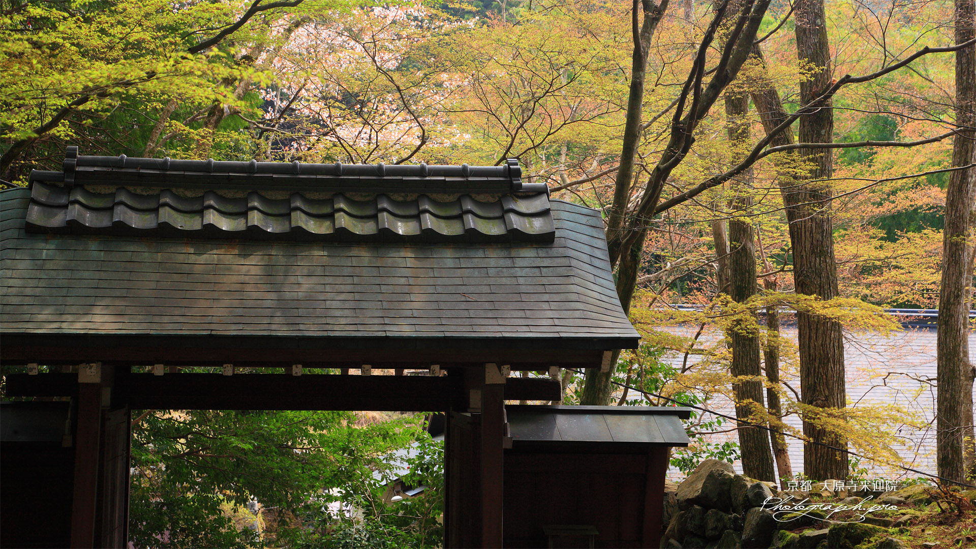 大原寺来迎院 山門と山桜