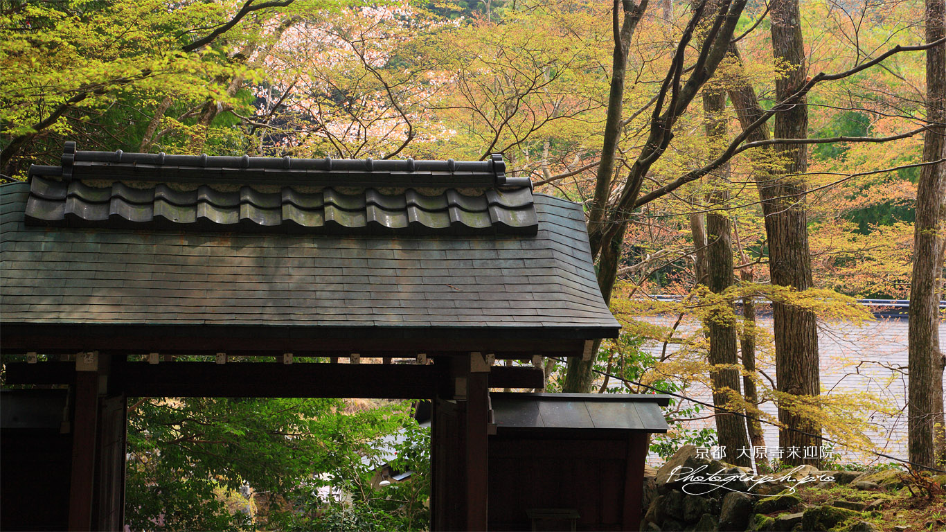 大原寺来迎院 山門と山桜 壁紙