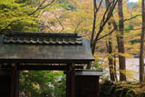 大原寺来迎院 山門と山桜