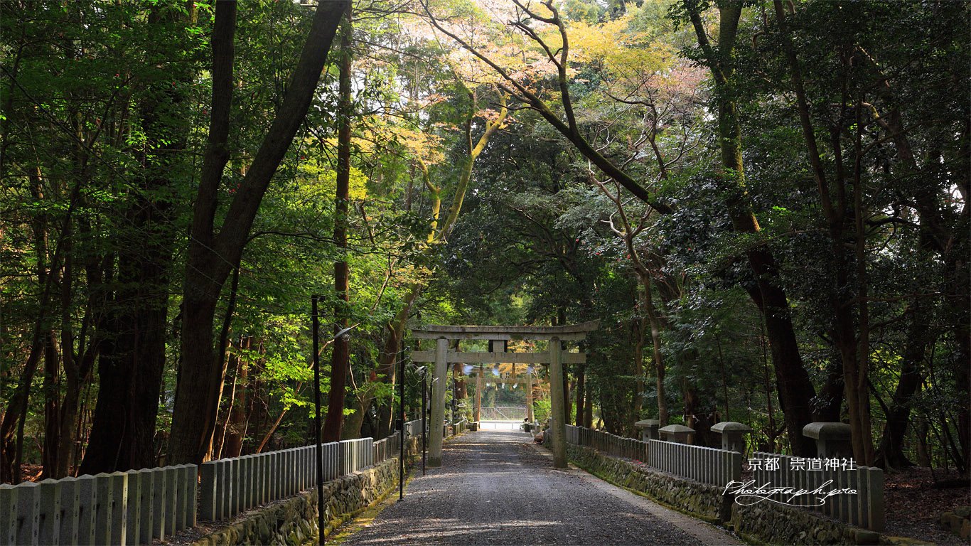 崇道神社 参道の山桜 壁紙