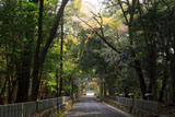 崇道神社 参道の山桜
