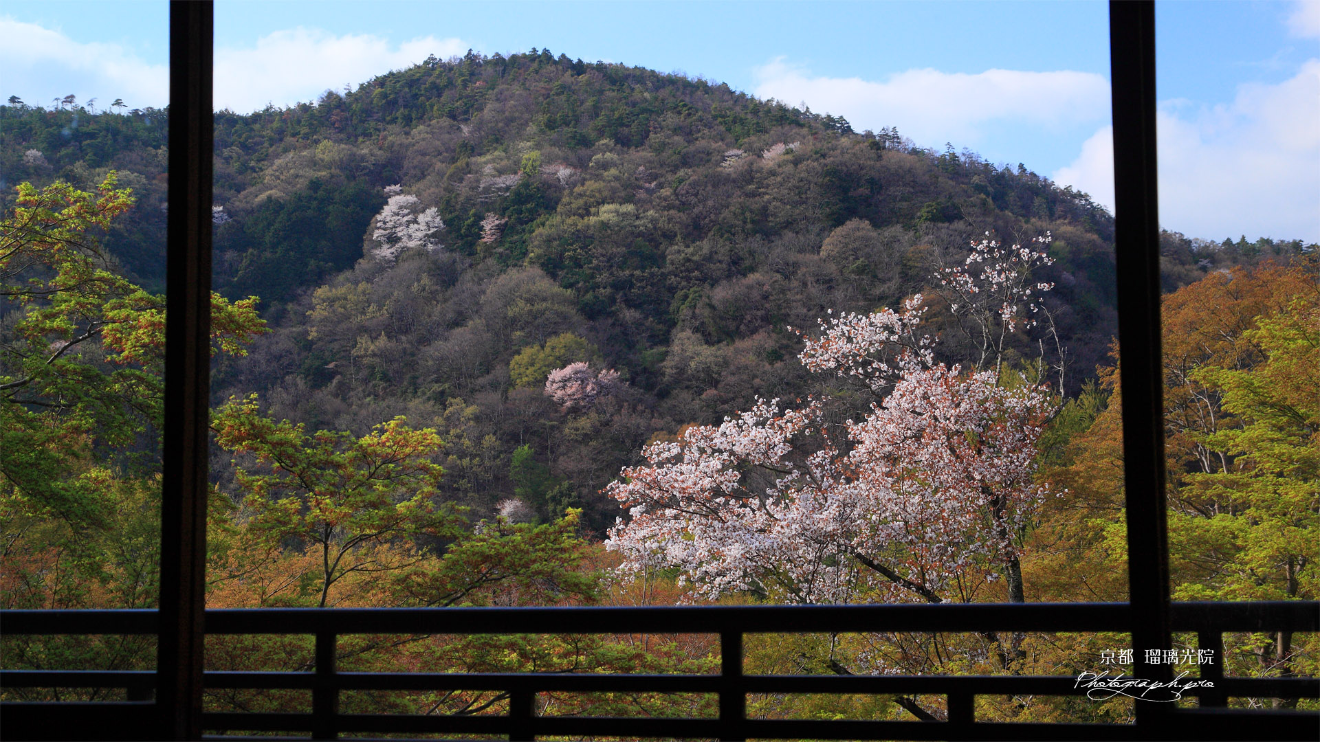 瑠璃光院 書院からの山桜