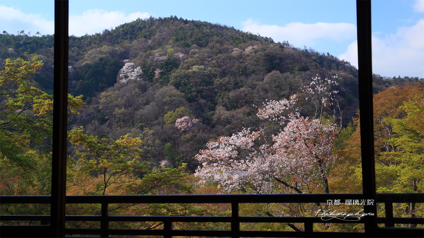 瑠璃光院 書院からの山桜 壁紙