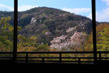 瑠璃光院 書院からの山桜