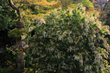 瑠璃光院の馬酔木