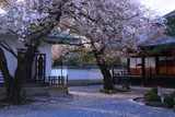 本隆寺 散桜に経蔵と祖師堂