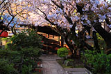 雨宝院 歓喜桜と観音桜