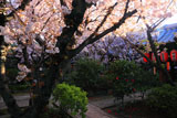 京都雨宝院 観音桜と松月桜