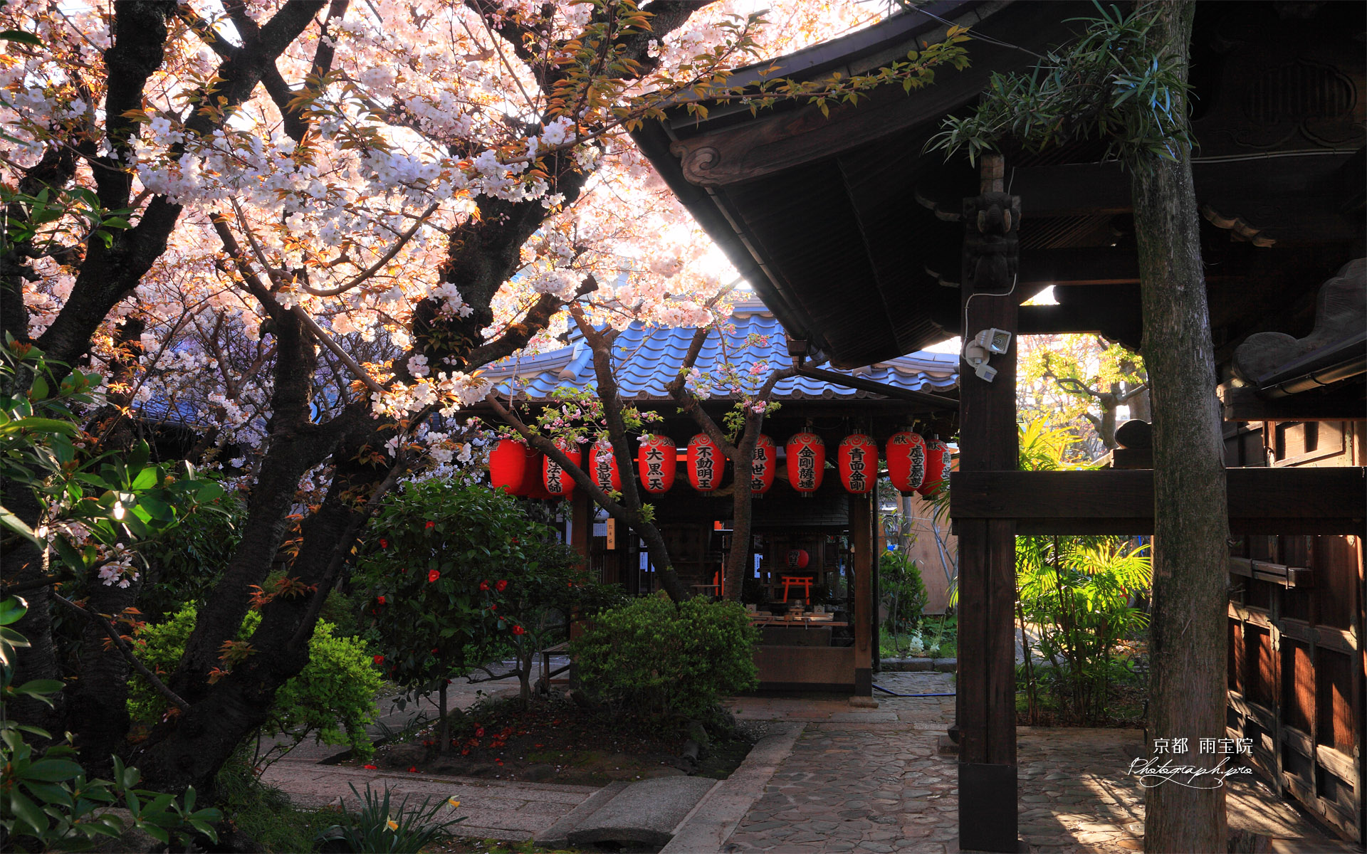 雨宝院 さくらと染殿井