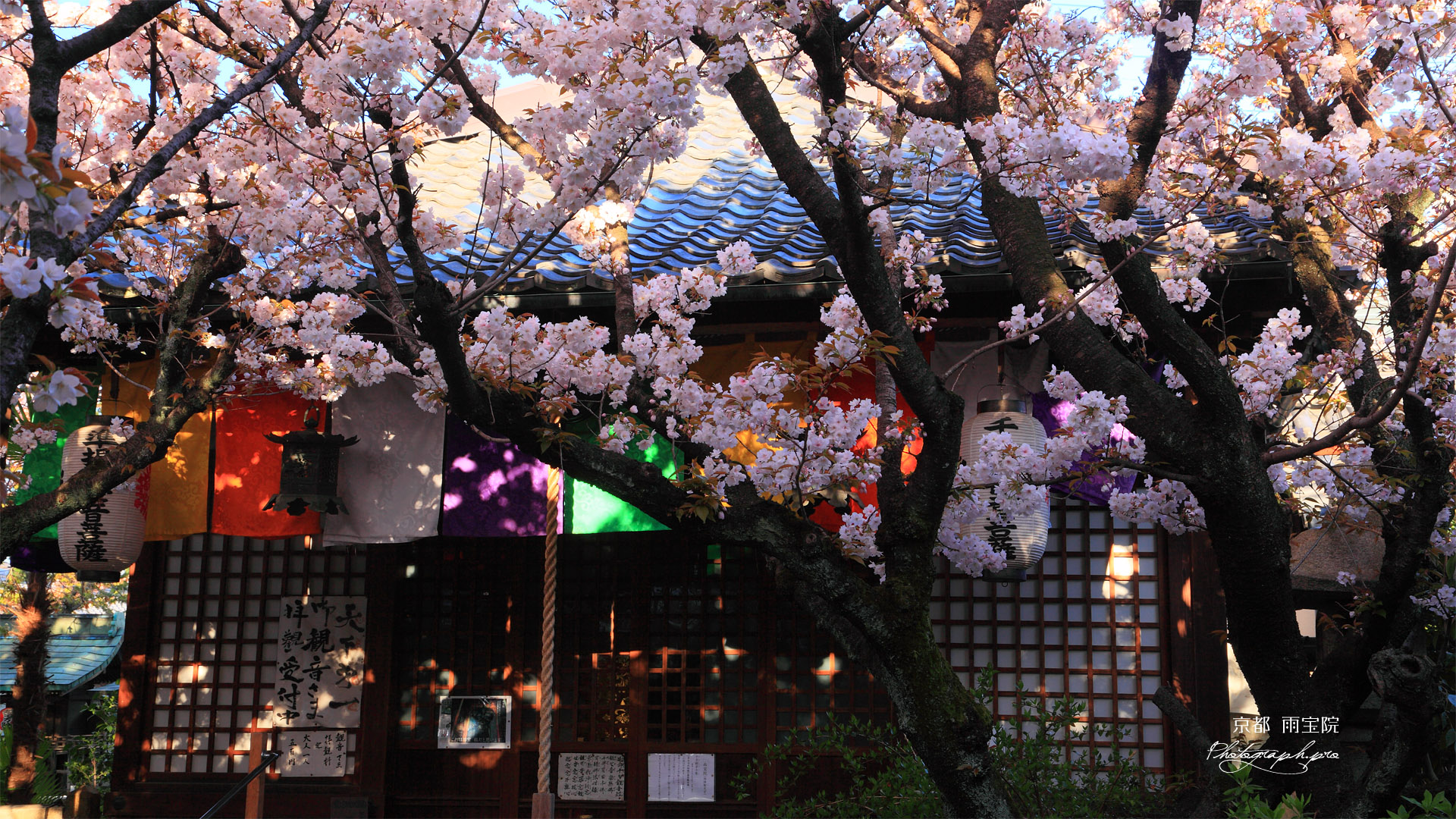 雨宝院 歓喜桜と観音堂