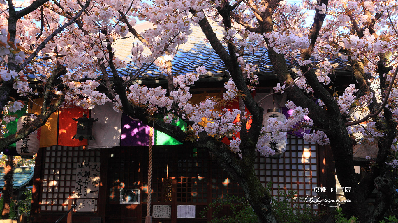 雨宝院 歓喜桜と観音堂 壁紙