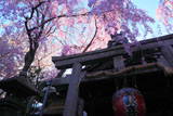 雨宝院 本堂と紅枝垂桜