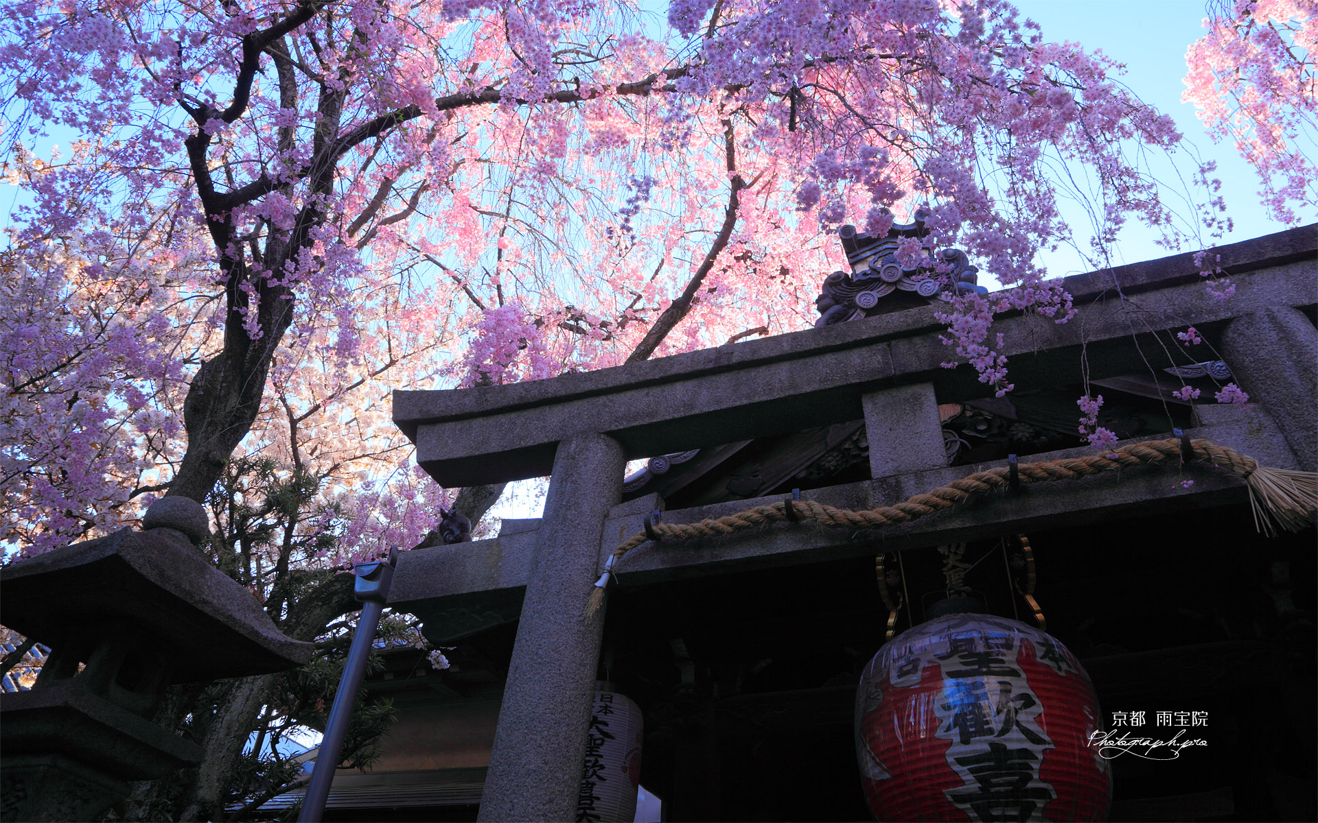 雨宝院 本堂と紅枝垂桜