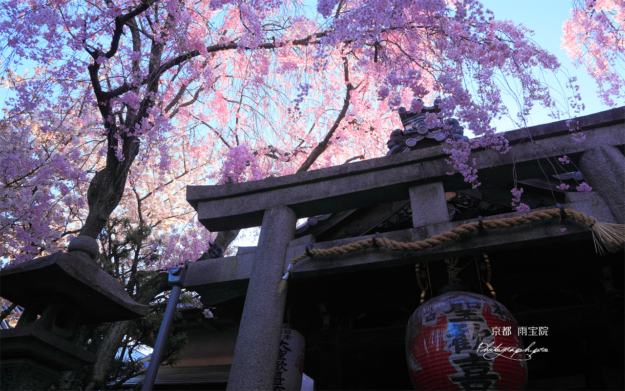 雨宝院 本堂と紅枝垂桜 壁紙