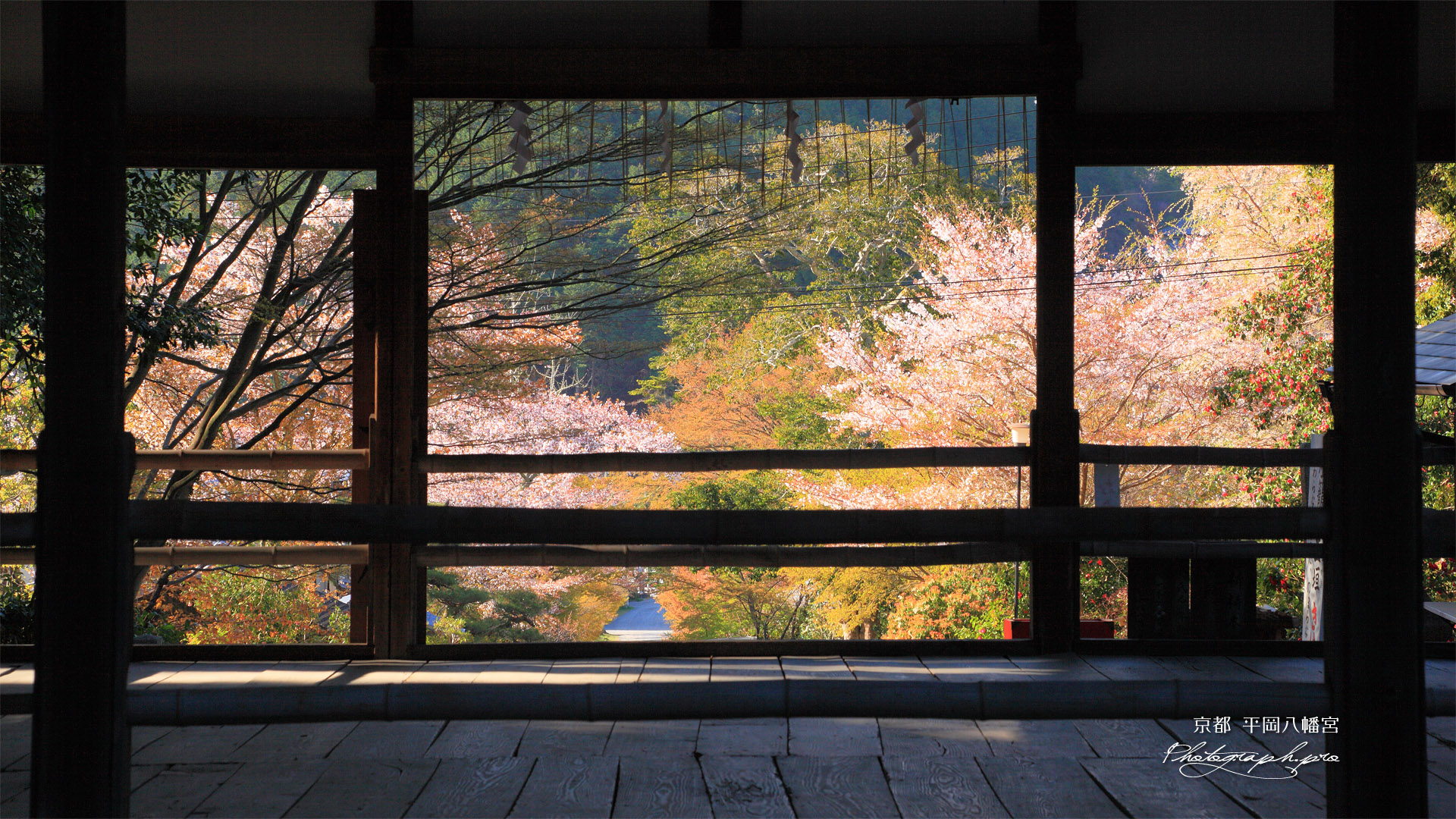 京都平岡八幡宮 拝殿越しの参道の桜