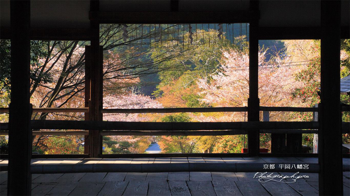 京都平岡八幡宮 拝殿越しの参道の桜 壁紙
