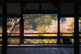 京都平岡八幡宮 拝殿越しの参道の桜