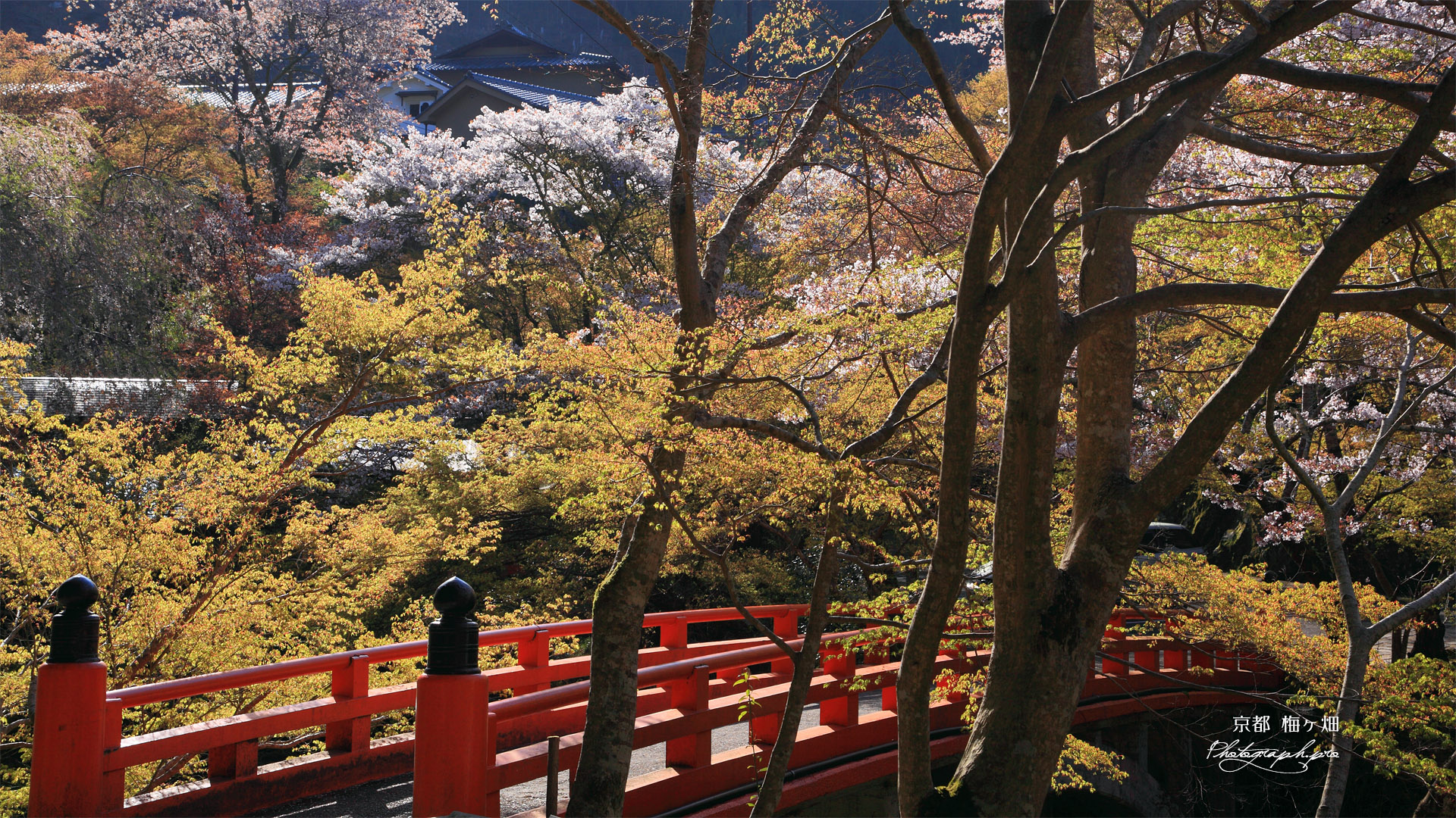 梅ケ畑 指月橋と桜