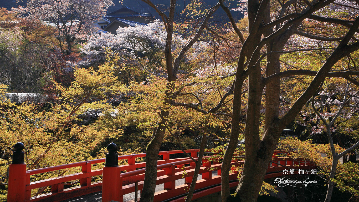 梅ケ畑 指月橋と桜 壁紙