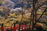 梅ケ畑 指月橋と桜