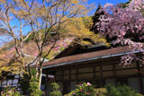 京都西明寺の枝垂桜と本堂