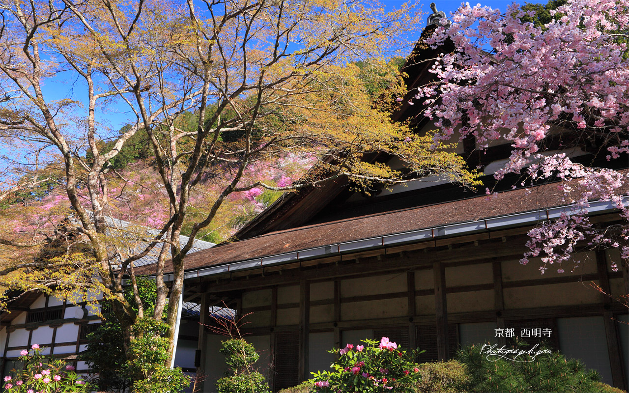 京都西明寺の枝垂桜と本堂 壁紙