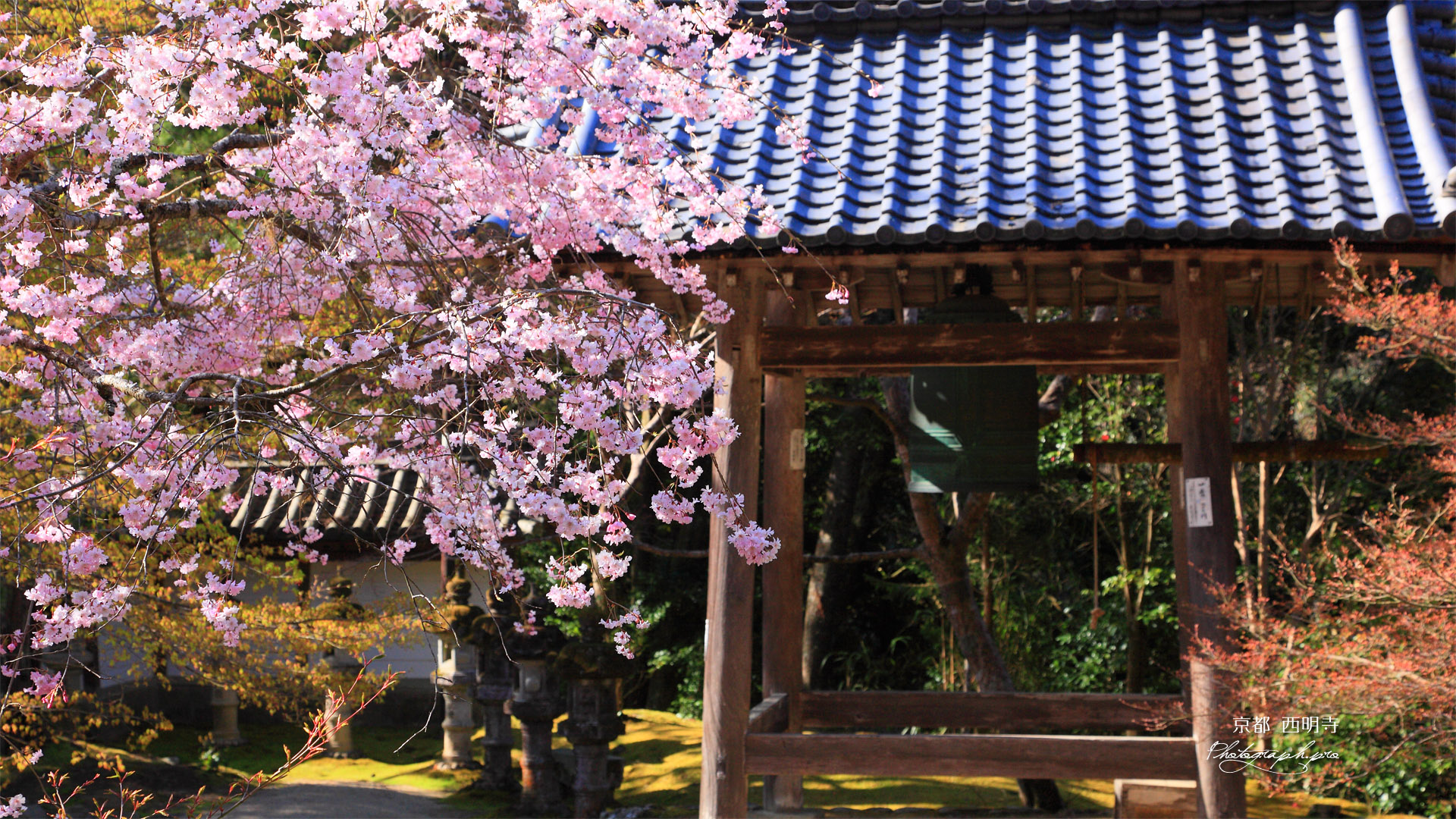 京都西明寺 枝垂桜と鐘楼