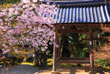 京都西明寺 枝垂桜と鐘楼