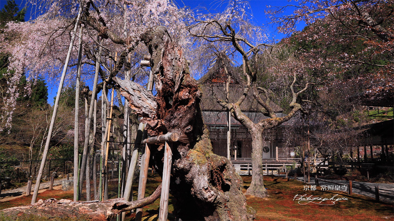 常照皇寺の九重桜 壁紙
