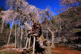 常照皇寺の九重桜