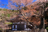 常照皇寺 左近の桜