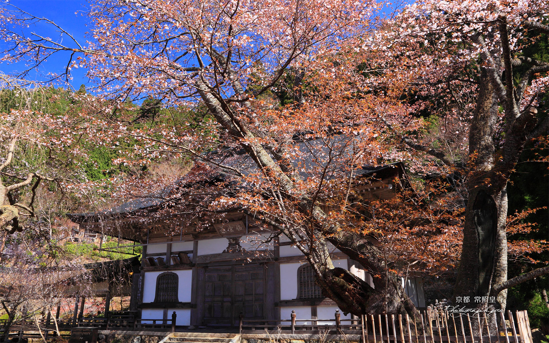 常照皇寺 左近の桜