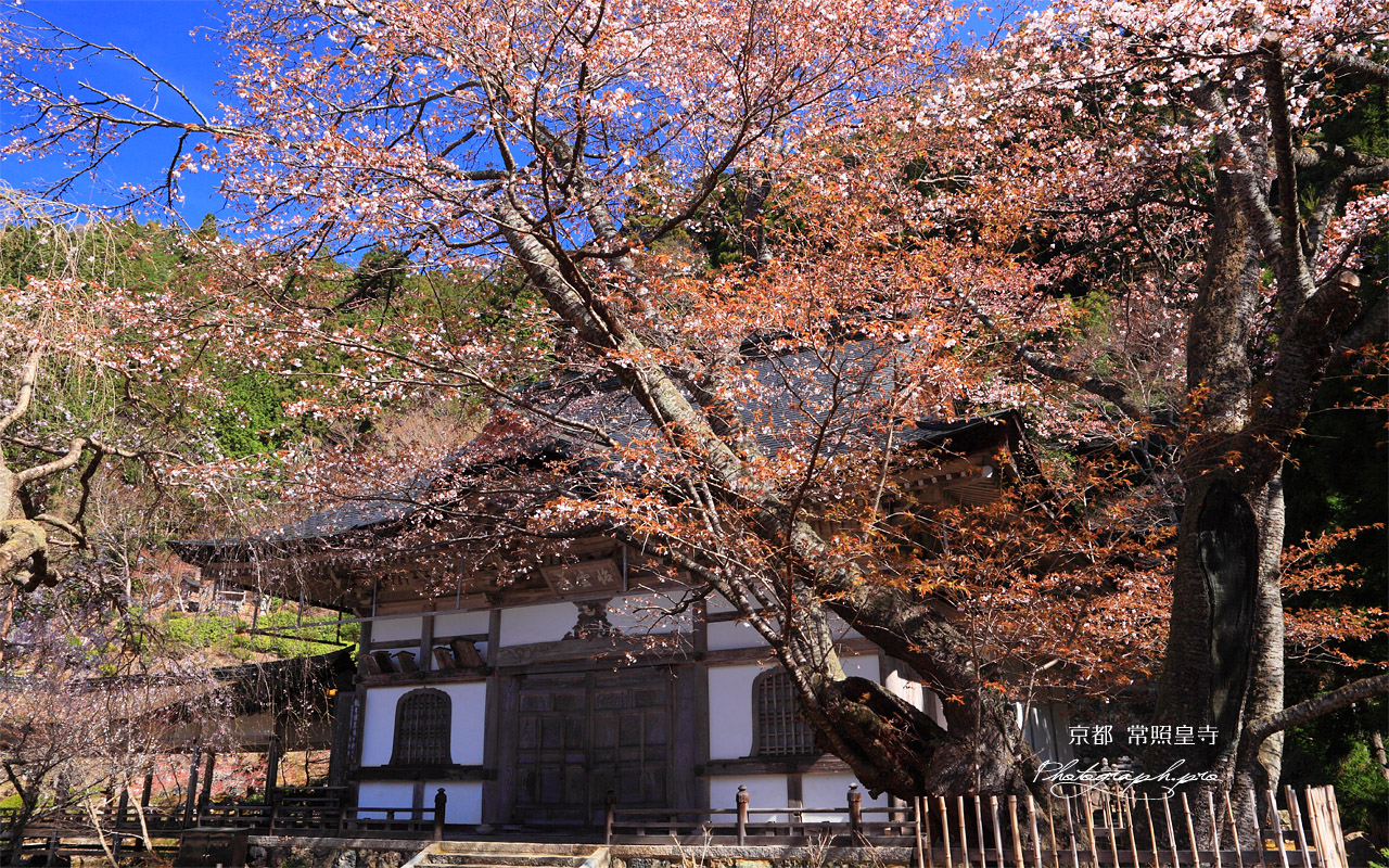 常照皇寺 左近の桜 壁紙