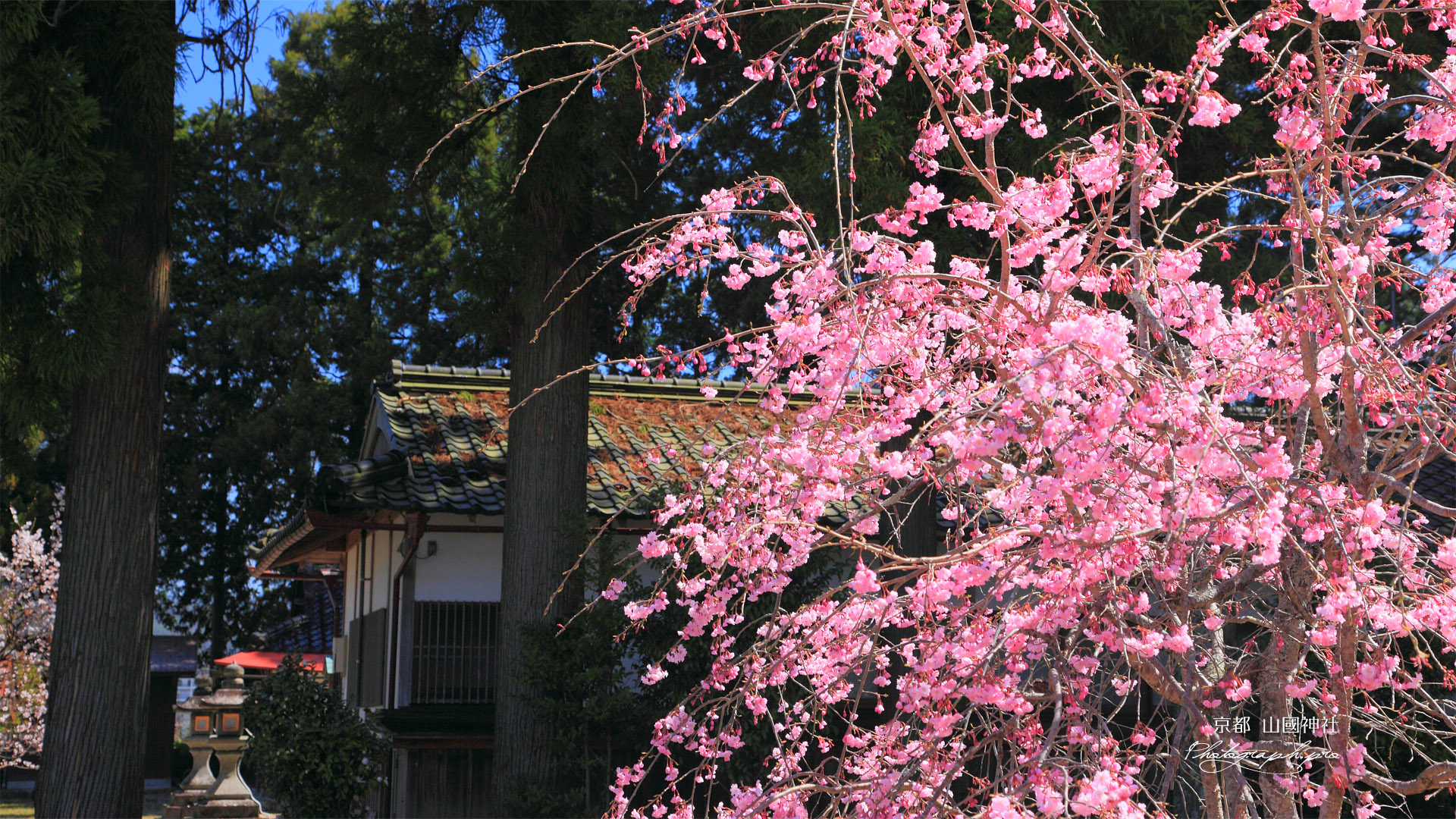 京都山国神社の枝垂れ桜