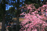 京都山国神社の枝垂れ桜