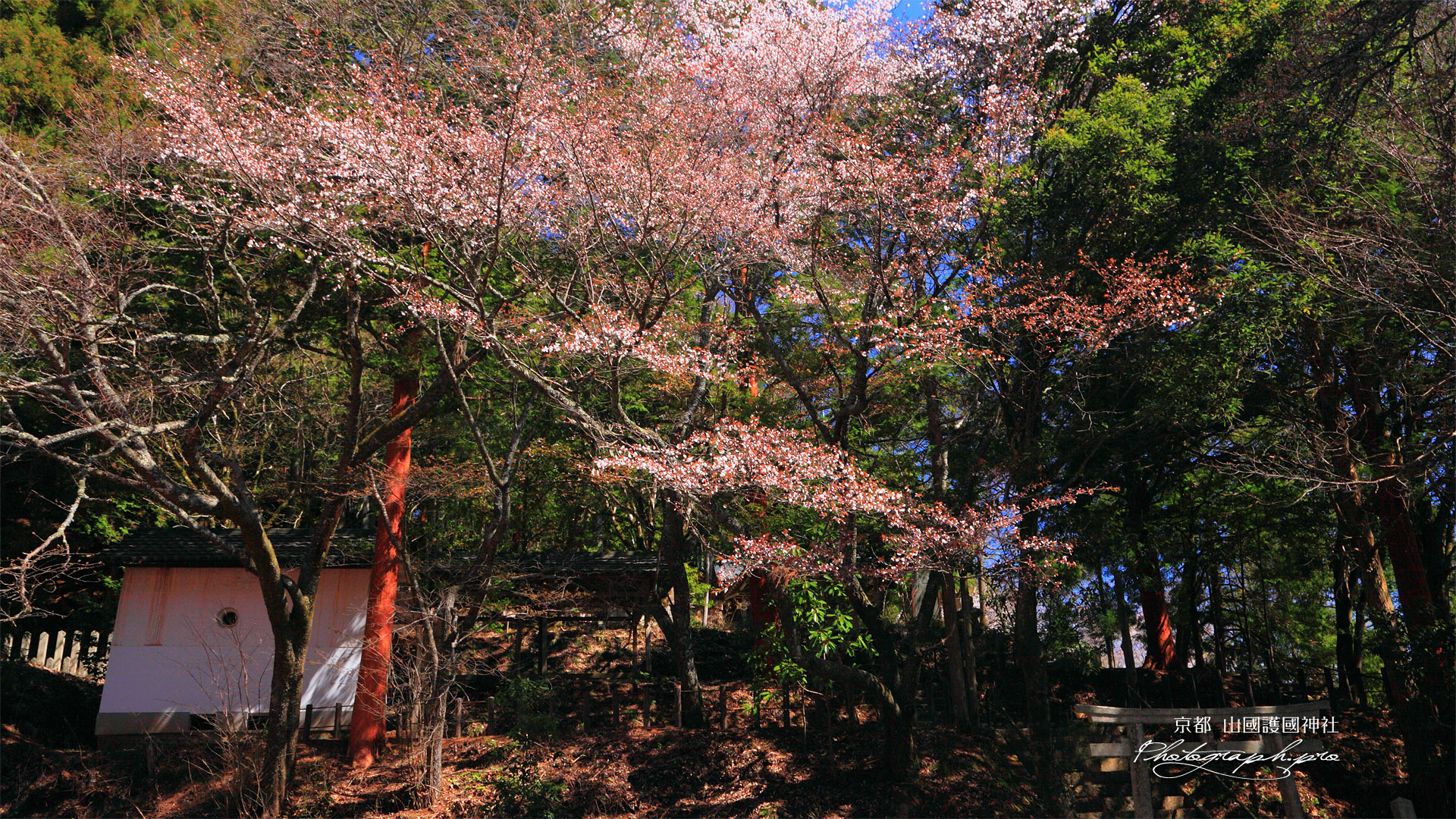 山国護国神社のヤマザクラ