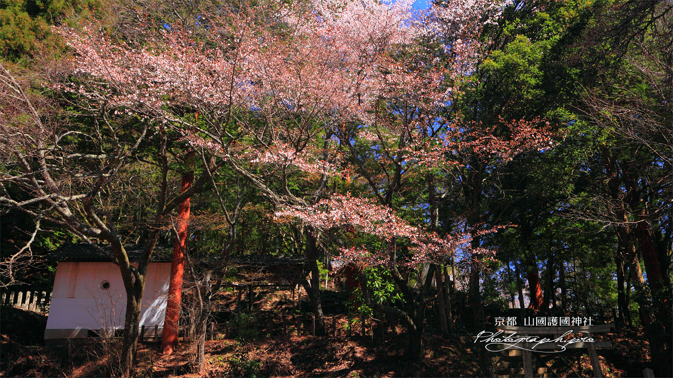 山国護国神社のヤマザクラ 壁紙