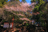 山国護国神社のヤマザクラ