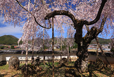 福徳寺