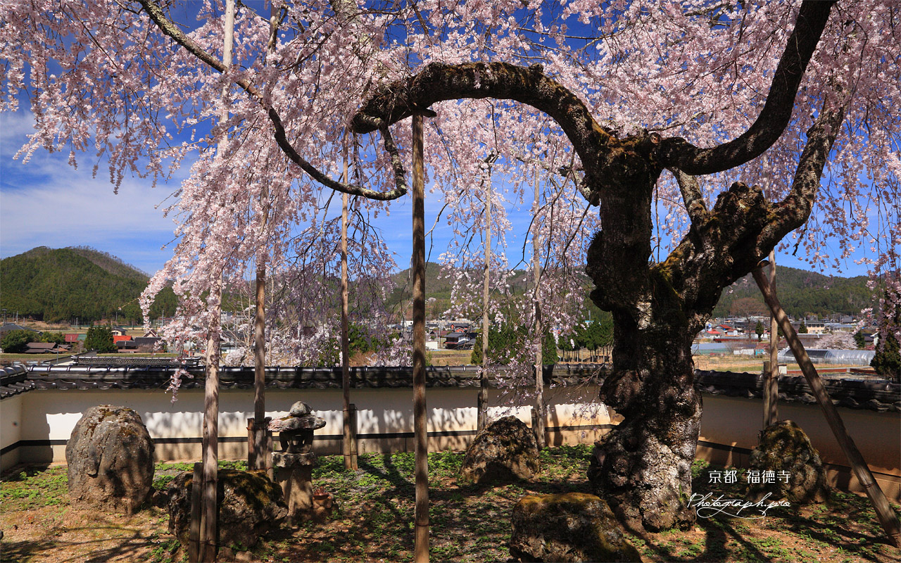 福徳寺 しだれ桜と弓削の里 壁紙
