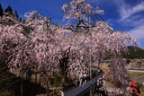 福徳寺 市天然記念物の桜