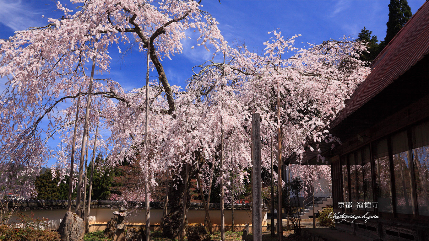 福徳寺 樹齢400年の枝垂桜 壁紙
