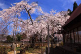 福徳寺 樹齢400年の枝垂桜