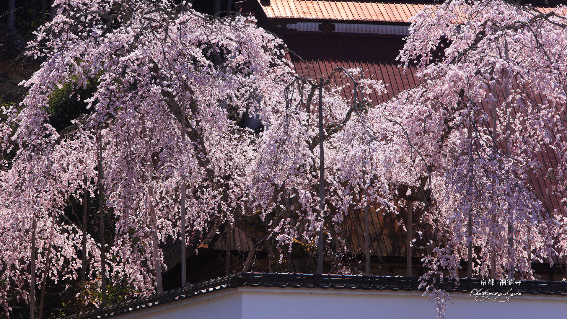 福徳寺 かすみ桜
