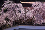 福徳寺 かすみ桜