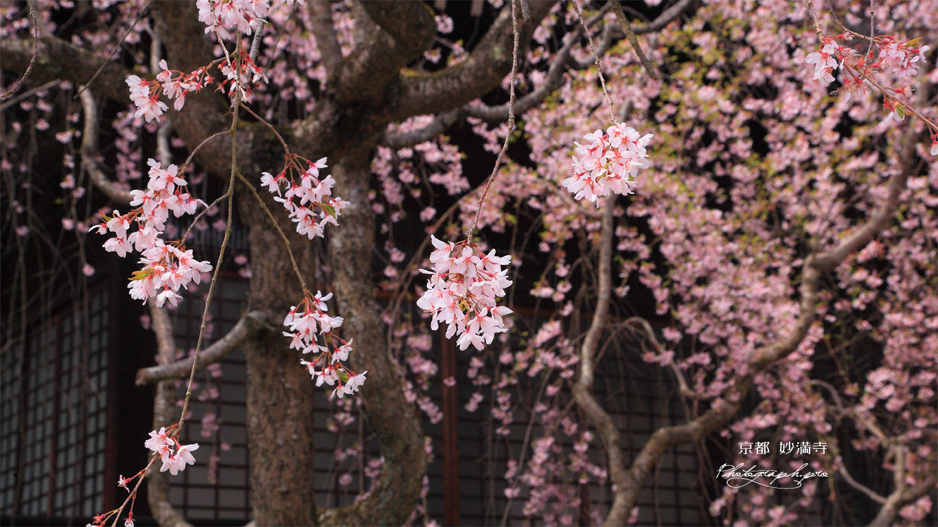 妙満寺 枝垂桜と大書院 壁紙