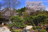 妙満寺 雪の庭の山桜