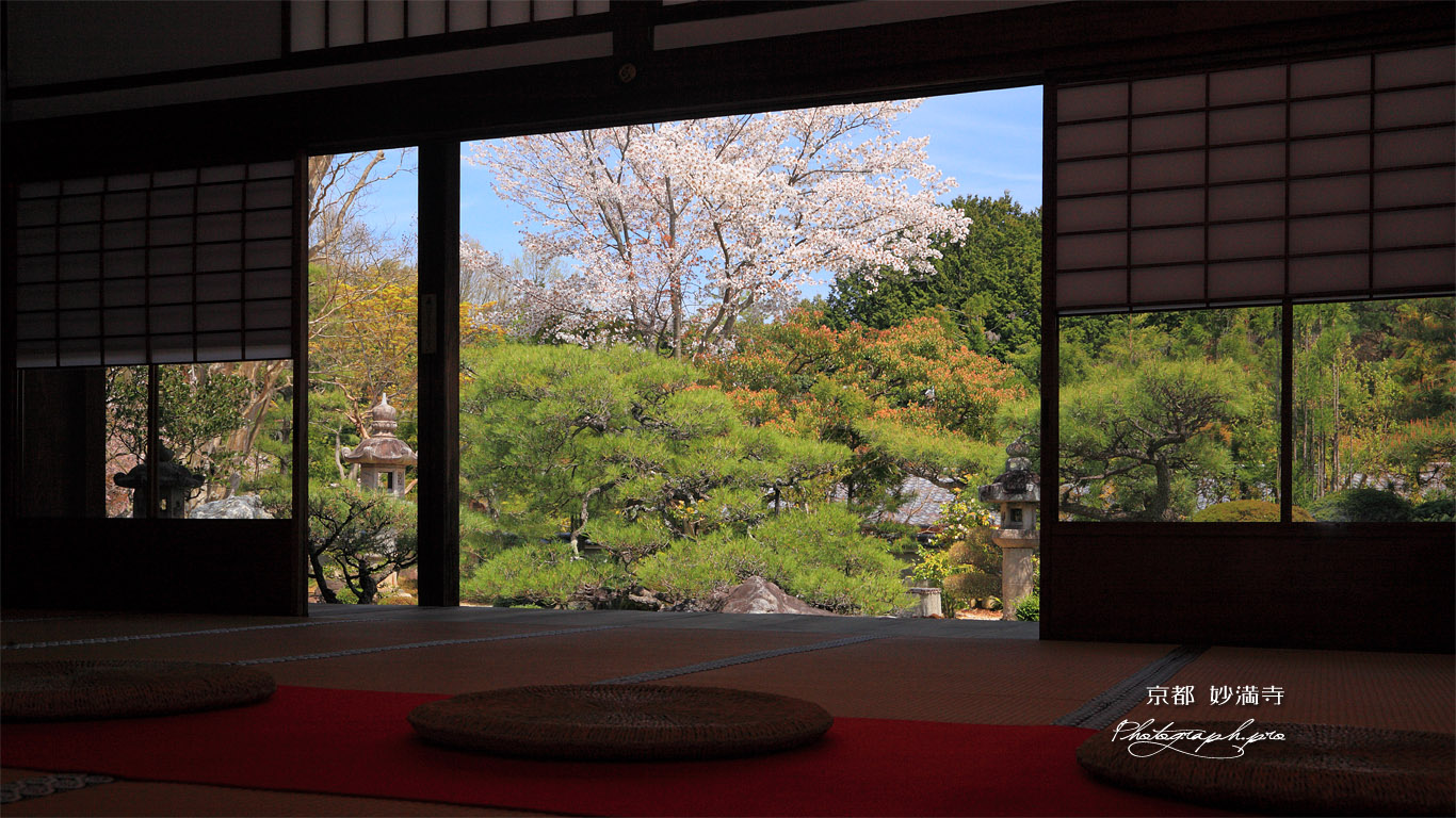 妙満寺 雪の庭のヤマザクラ 壁紙