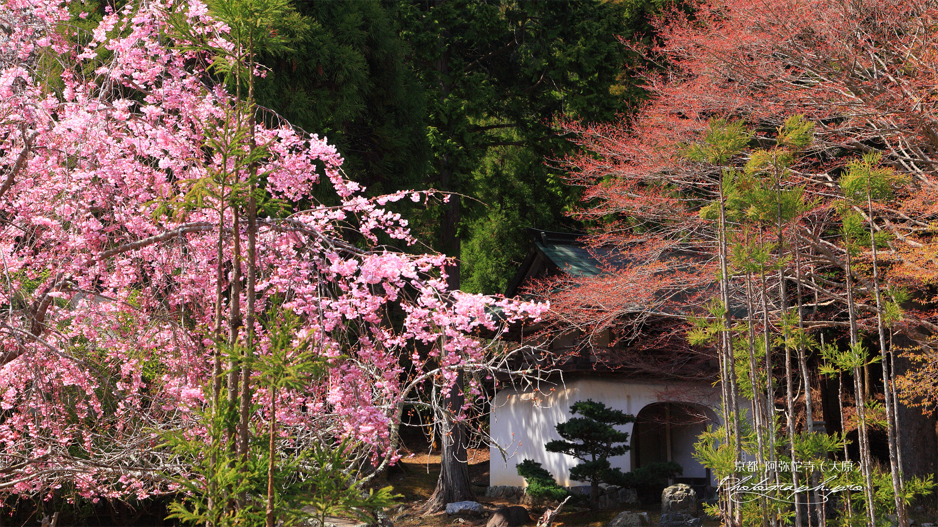 古知谷阿弥陀寺 紅枝垂桜と山門